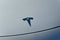 2020 Tesla Model 3 Standard